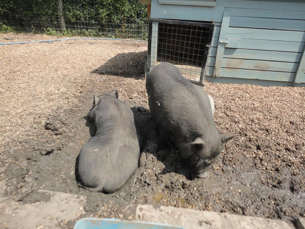 Willow Court Farm Studio South & Petting Farm, 8 Mins From Legoland & Windsor, 15 Mins From Lapland Uk Exterior photo
