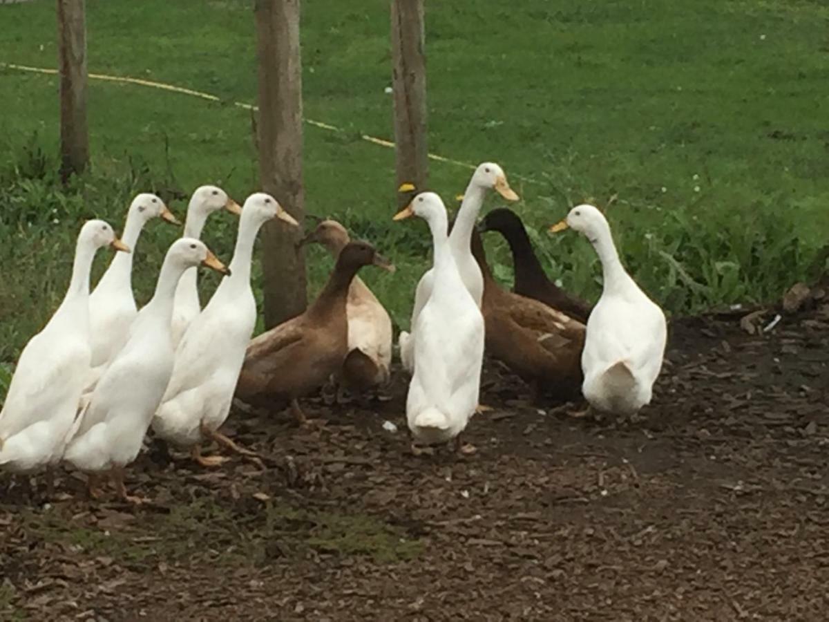Willow Court Farm Studio South & Petting Farm, 8 Mins From Legoland & Windsor, 15 Mins From Lapland Uk Exterior photo