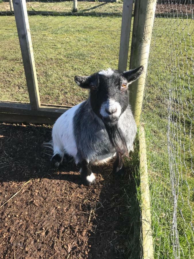 Willow Court Farm Studio South & Petting Farm, 8 Mins From Legoland & Windsor, 15 Mins From Lapland Uk Exterior photo